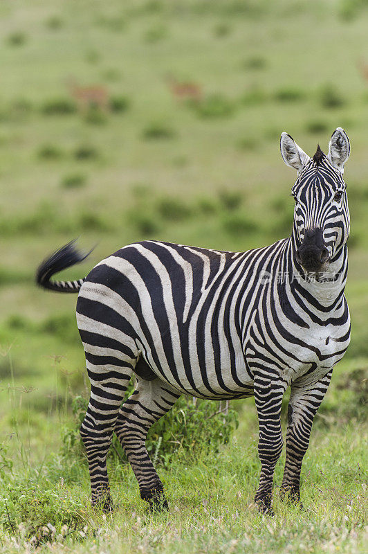 平原斑马(Equus quagga，原名马科马(Equus burchelli))，也被称为普通斑马或波切尔斑马，是最常见和地理分布最广的斑马物种。